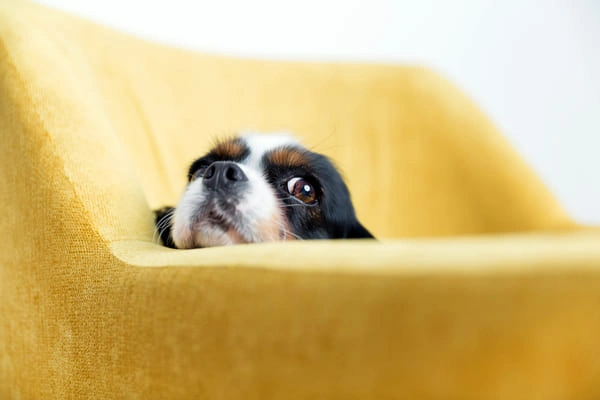 sofa-desenfundable-mascotas