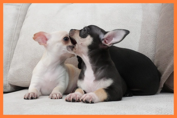 sofas para perros