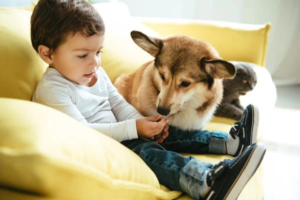 mascotas-niños-sofa-tapizado-antimancha
